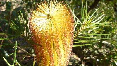 Banksia blechnifoli